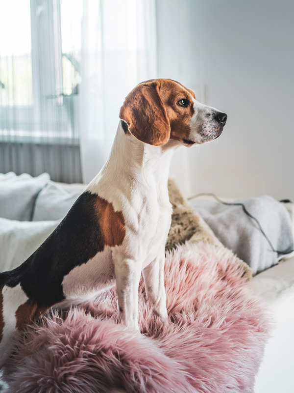 Dog Bite Lawyer - Morris County, New Jersey | Macri Law Firm